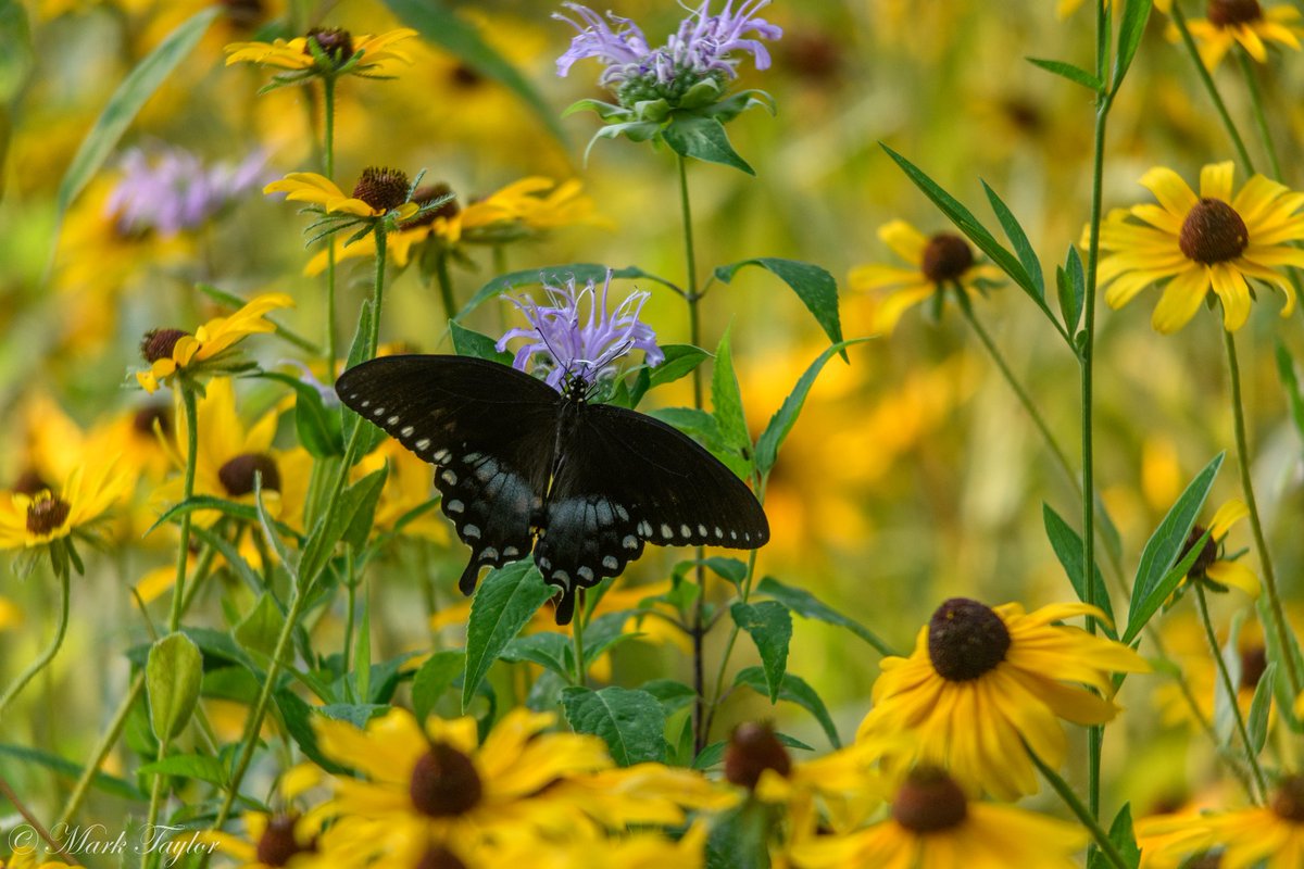 TennStateParks tweet picture