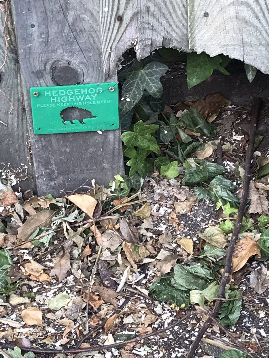 #HedgehogHighway spotted in #Surbiton 🦔 👀💚