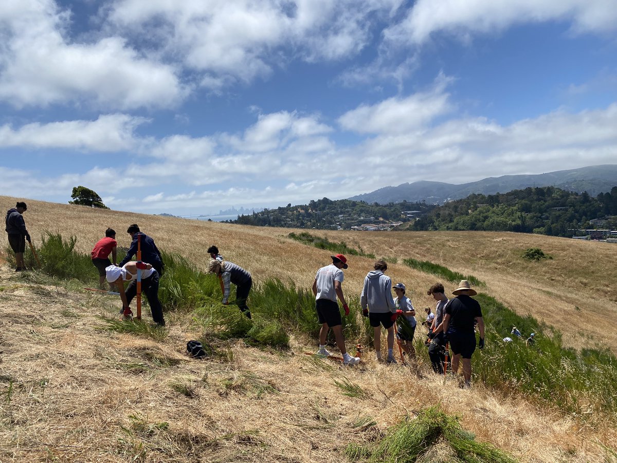 Capped off our first week of summer practices with a community service event at Horse Hill helping @marinparks pull some invasive Broom.
