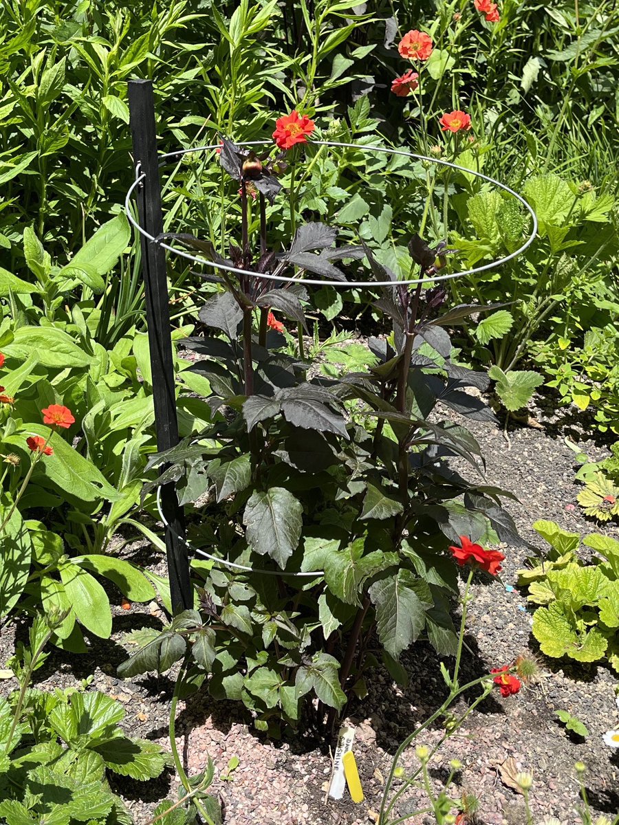 Here are the first of our Bishop’s Children #dahlias to flower this year. They were grown from seed last year and produced lovely, healthy tubers.

#GardenersWorld #shoutyhalfhour