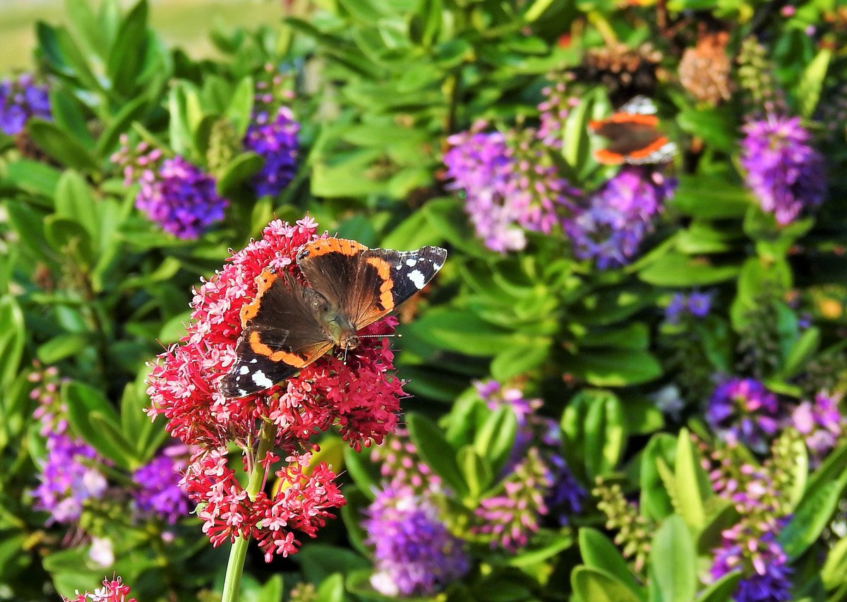 barrabirder's tweet photo. The Red Valerian and Hebes in our back garden are proving to be popular pit stop for the Red Admirals that have been arriving on Barra this week. #NectarPoints https://t.co/P0AgJDzKuJ