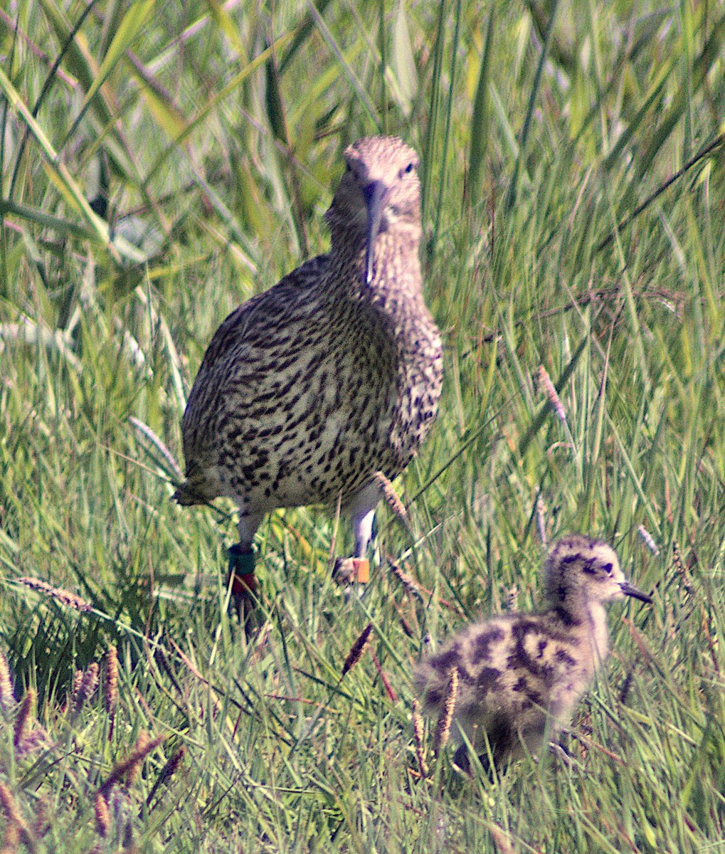 Curlew and her chicks here on #Anglesey.