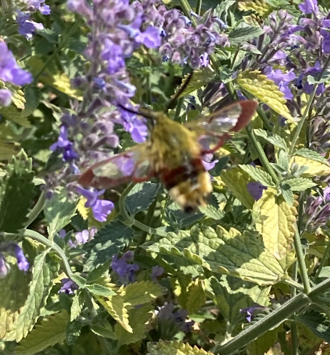 Angela Schofield tweet media