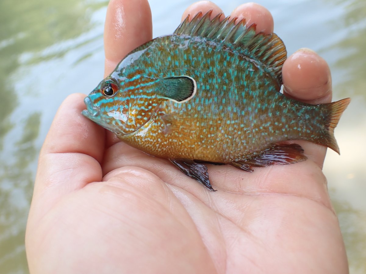 OWRB staff collected Redfin Darters in the James Fork river in eastern OK. These fish and several others found at the site indicate good water quality. Fish, macroinvertebrates, and water sample analyses are used by the OWRB to determine the health of OK streams.
