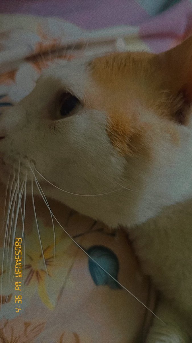 بطة بطة شوفناها (@fatmaibraheem9) on Twitter photo 