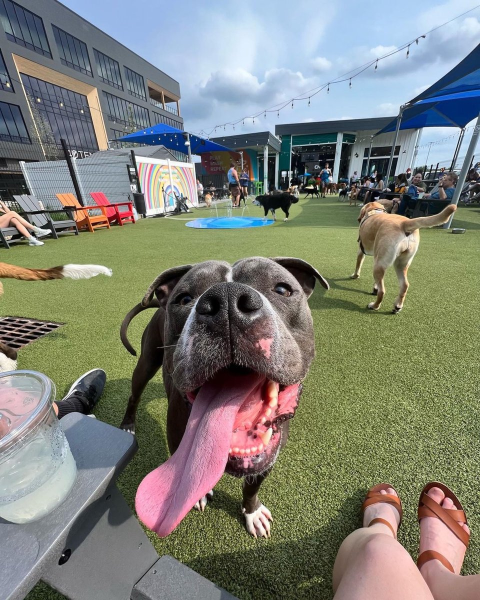 RT if you are ready for the #DogDays of Summer @bark_social🐶🍹
📷: barney.thebully (IG)
#barksocial #brewershill #charmcity #bmore #mybmore #dogsofbrewershill #dogfriendly