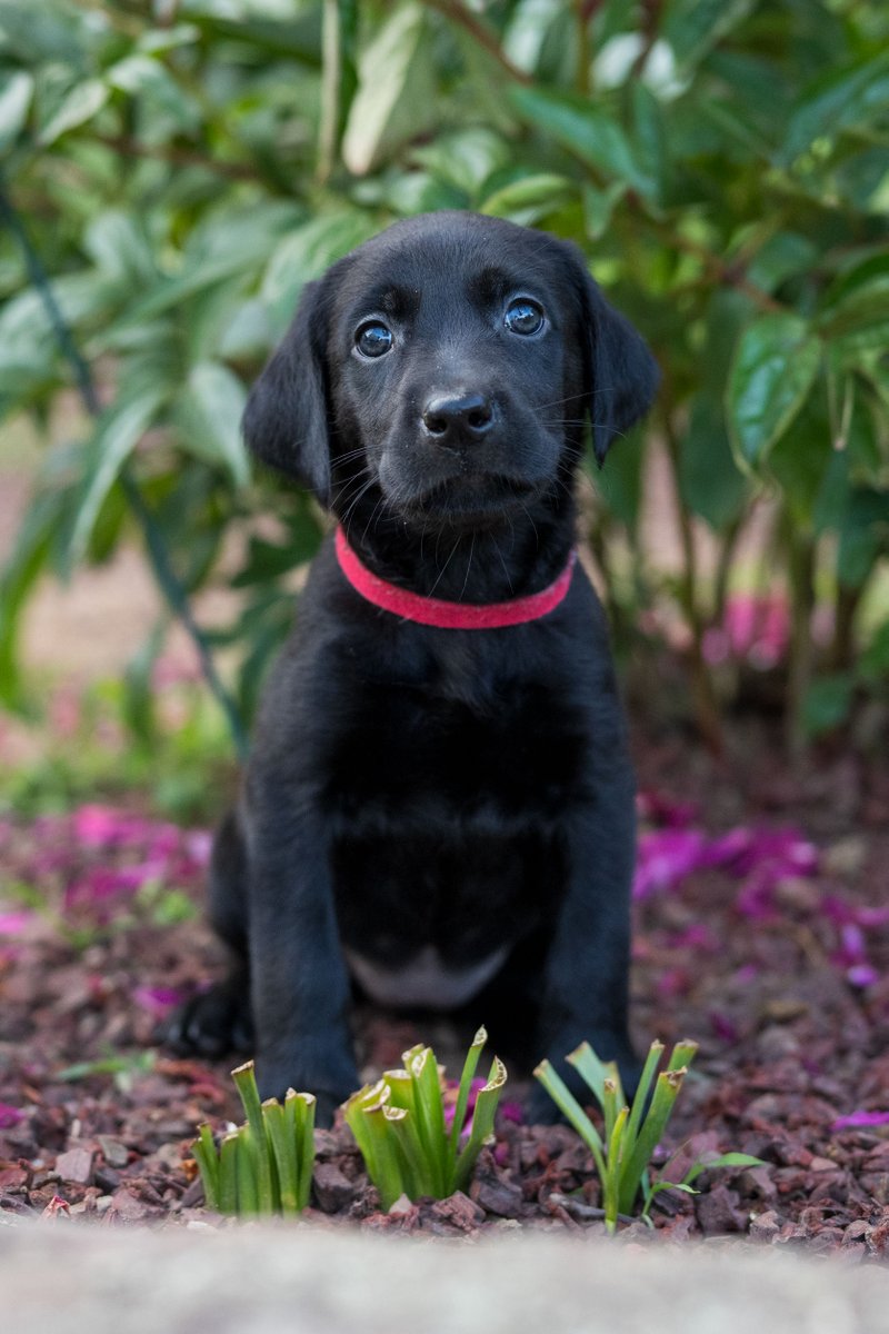 GundogsOnline's tweet photo. Just ridiculously cute!!!   

Give us a call at 203-518-0549

#blacklabpuppy #labpuppy #blacklab #puppiesofinstagram #labsofinstagram #labradorretriever #labpuppy #woodlandkennel #gundogsonline #kennellife https://t.co/E7rIHMmhVj