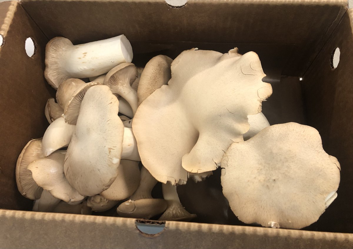jfcsboston's tweet image. From farm to Family Table: Boston Area Gleaners and other partners keep our food pantry well stocked with fresh, nutritious produce. From oyster mushrooms to carrots and greens, our clients can rely on healthful, well-sourced groceries. @bostonareaglean #endhunger #familytable