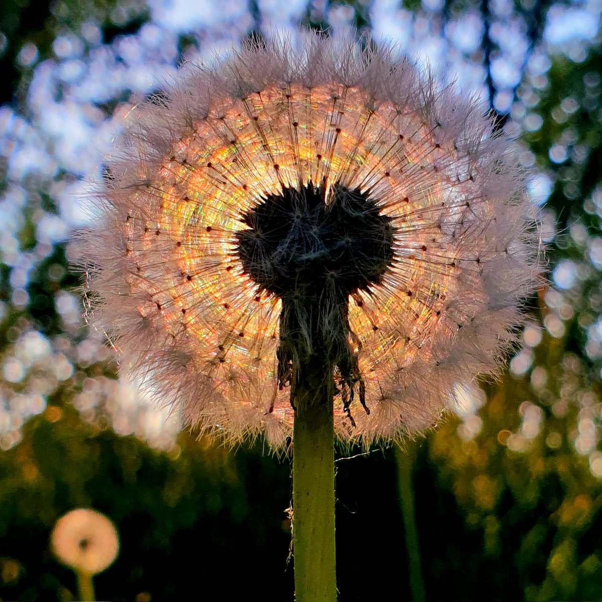 Un vortice di colori
dall'effetto psichedelico
l'unione fra sole e fiori
la danza del tarassaco

#RaccontandoLaVita #CasaLettori @CasaLettori #scritturebrevi

#istantaneeDa Bollate, Milano #inLombardia

#ThePhotoHour #StormHour #MacroHour