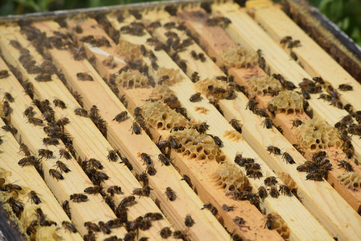 🐝🐝 Did you know we have two bee hives located on the Illinois State Fairgrounds?!! Around the state of Illinois there are nearly 7,000 active apiaries!!!
#NationalPollinatorWeek