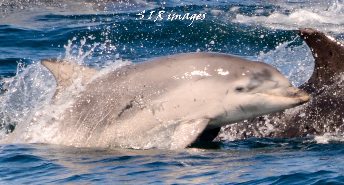 SpenceRitson's tweet photo. Best capture from today over the moon with the cuteness #TwitterNatureCommunity #dolphins #bottlenoseddolphins https://t.co/DGrONOgBxd