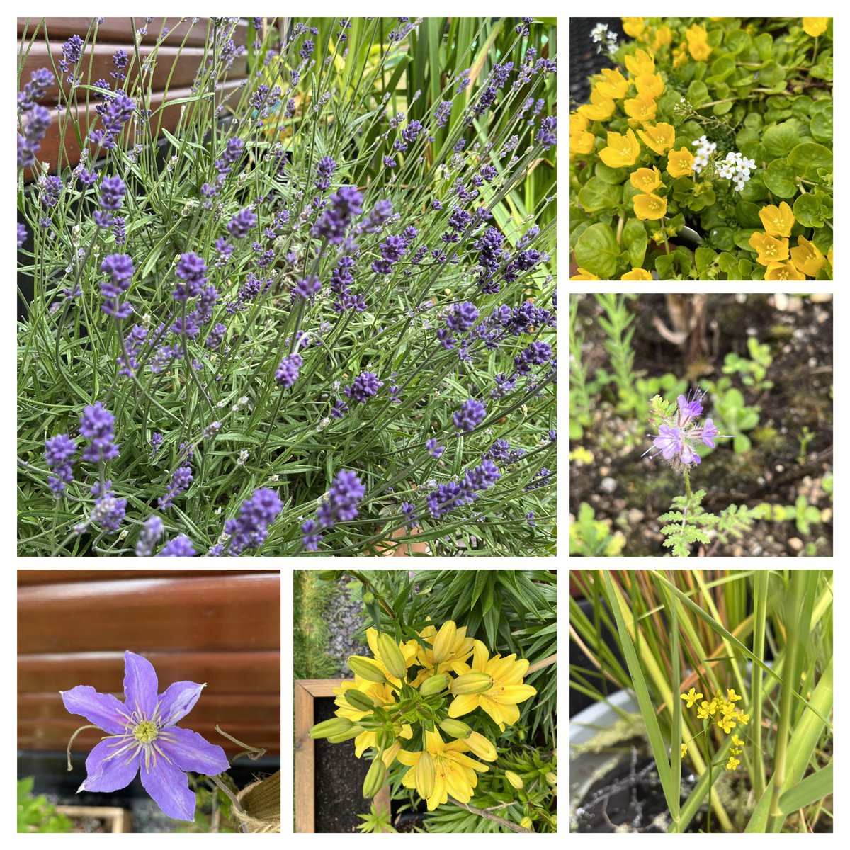 Todays new blooms #gardening #ContainerGardening