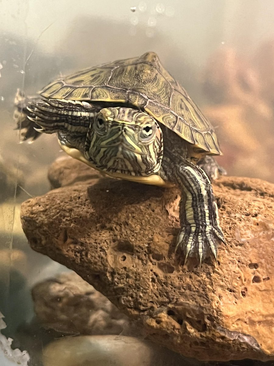 InLikeClint's tweet photo. @interne42111443 Happy #TurtleFriday! I love you! ❤🐢 https://t.co/EbbyNhhsNw