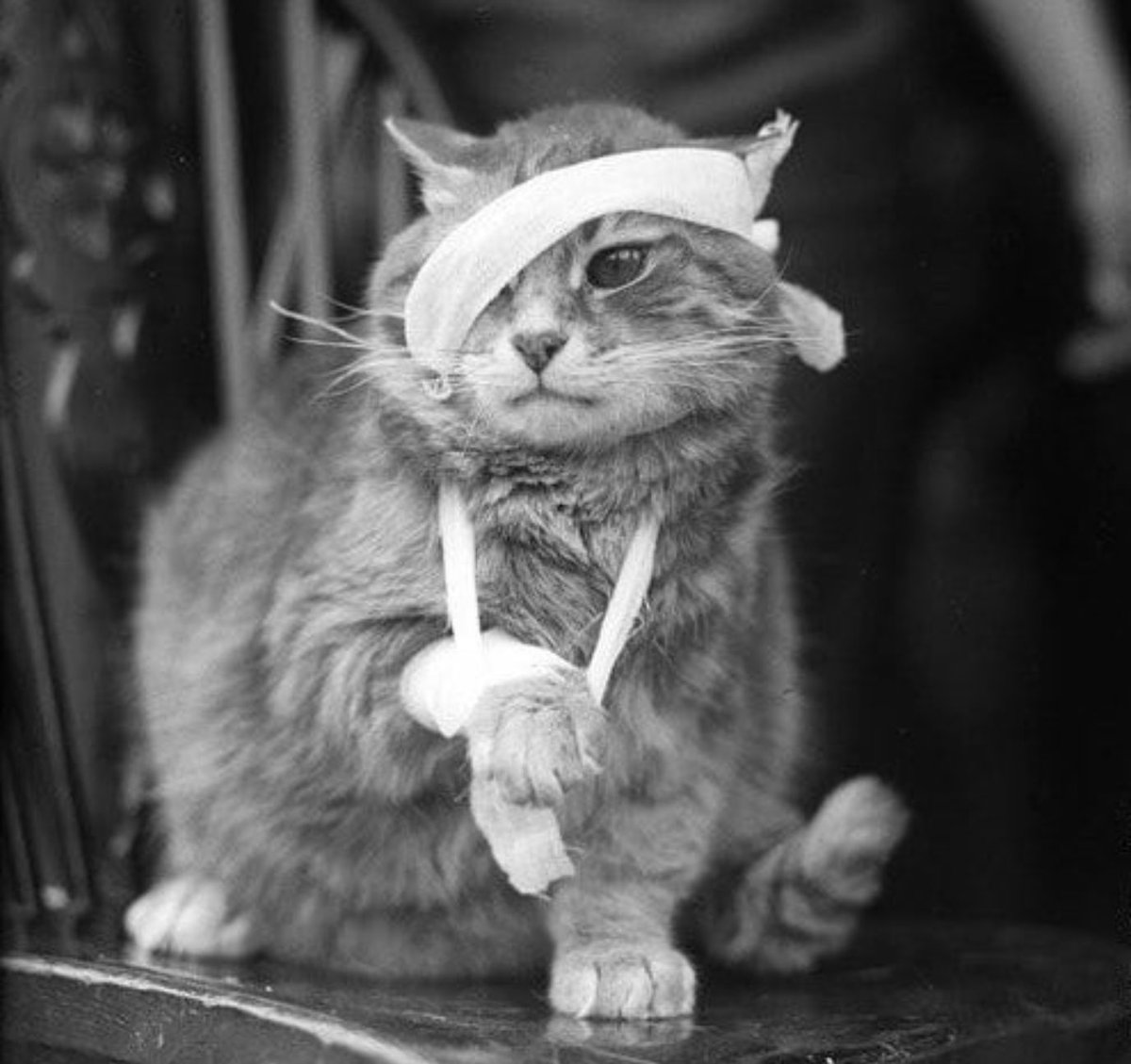 Yübbîę Umoh on Twitter "Spy Cat. In the '60s, the CIA launched