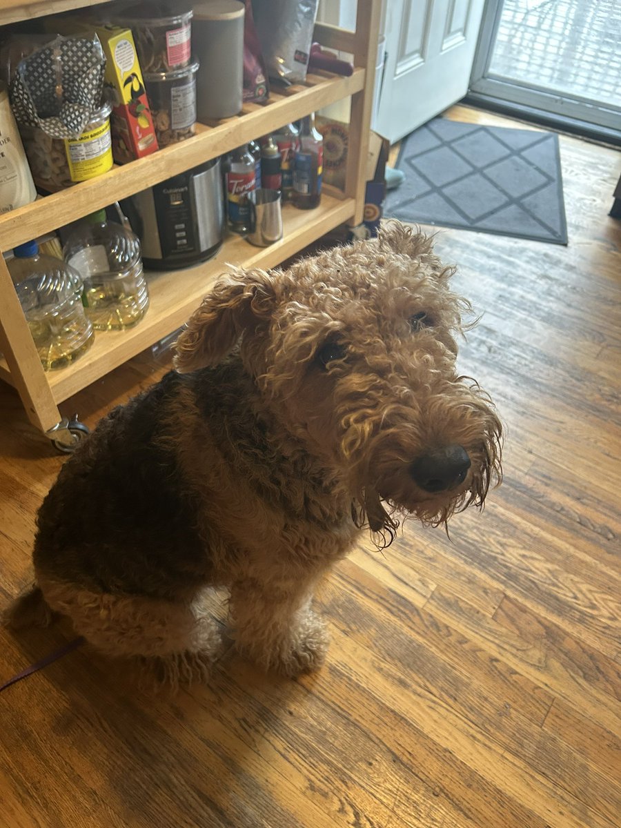 kstenberg01's tweet photo. Haircut time!! Before and after on our Ari girl! 
#airedaleterrier #summercut https://t.co/bkUfLlIs9z