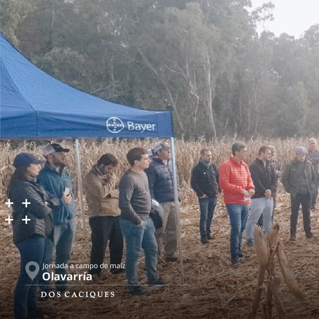 Se realizó en el establecimiento de la firma Esteva Hnos. la presentación de la paleta de híbridos comerciales de <a href="/DekalbArgentina/">DEKALB Argentina</a> junto a las soluciones integradas de <a href="/AgroBayerAR/">Agro Bayer</a> <a href="/FieldViewArg/">FieldView Argentina</a>
🌾🌽🌱

#doscaciques #bayer #dekalb #jornadaacampo #maíz #agro