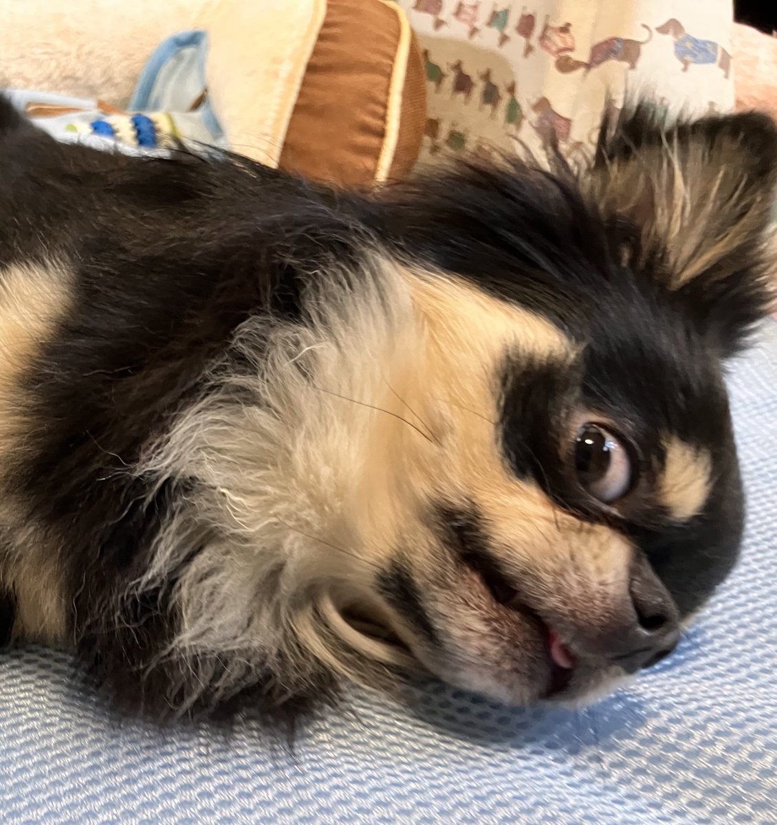 同じ犬？

#チワワのいる暮らし
#犬のいる暮らし https://t.co/ffTnikFNqn