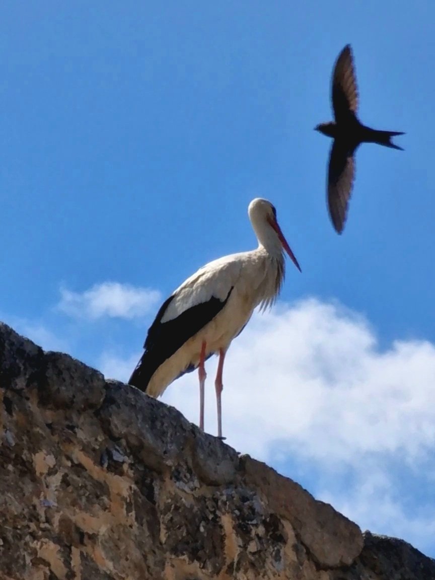 White Stork photo bombed by a swift, seen today whilst resting on top of the Roman Aquaduct in Segovia Spain #segovia #whitestork