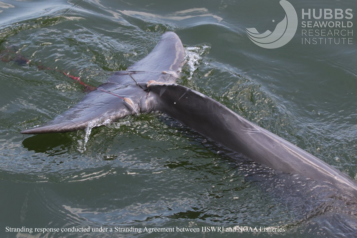 Hubbs Marine Mammal Research & Rescue tweet media