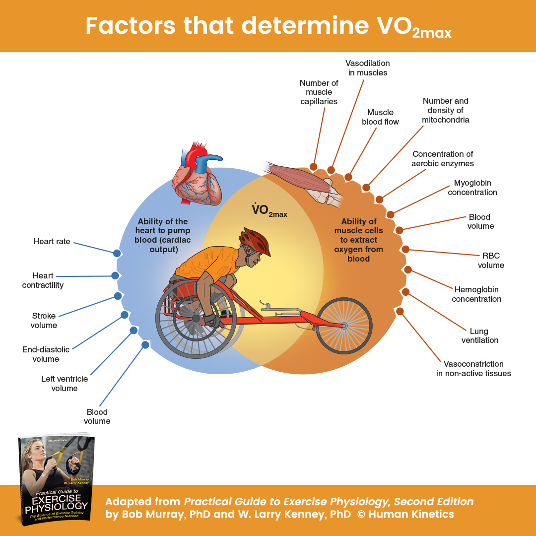 To improve #fitness and endurance performance, the ability to produce ATP aerobically—and to sustain that production—has to increase. That ability is reflected in V.O2max. Learn more from Practical Guide to Exercise Physiology, Second Edition ecs.page.link/Kx28G #sportscience