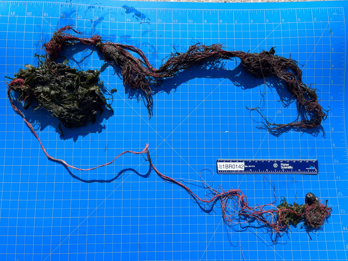 Hubbs Marine Mammal Research & Rescue tweet media