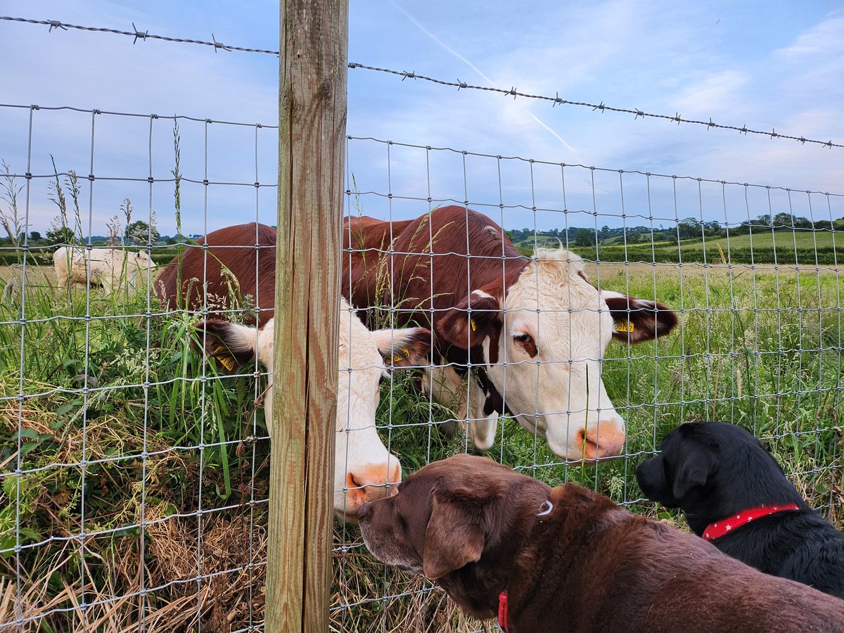 We've  had a chat wiv our neighbours this evening.