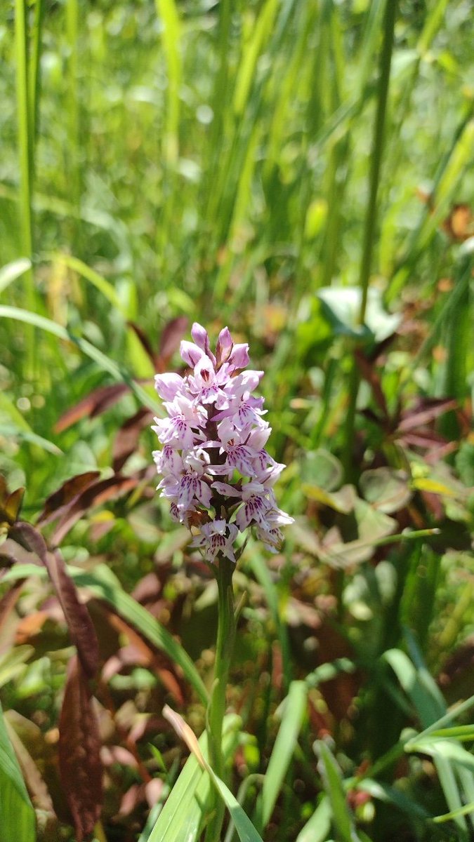 o__olver's tweet photo. Lots of common spotted orchids on Kenley Common today! #30DaysWild https://t.co/O0OGaFiYrJ