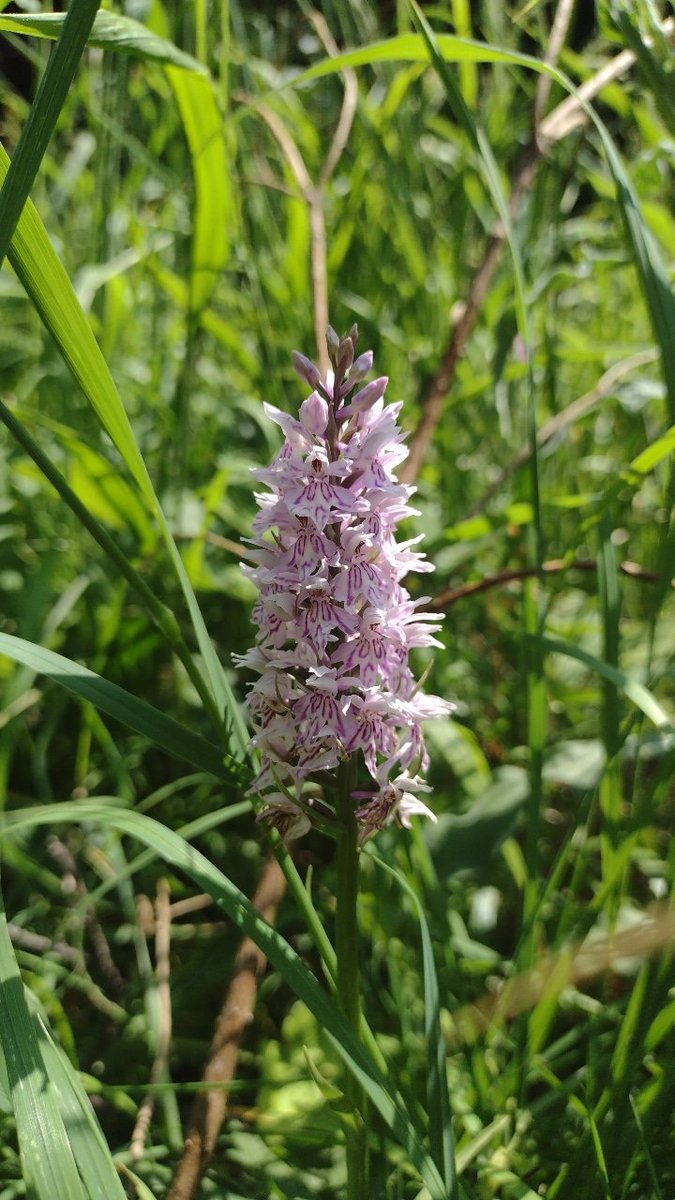 o__olver's tweet photo. Lots of common spotted orchids on Kenley Common today! #30DaysWild https://t.co/O0OGaFiYrJ