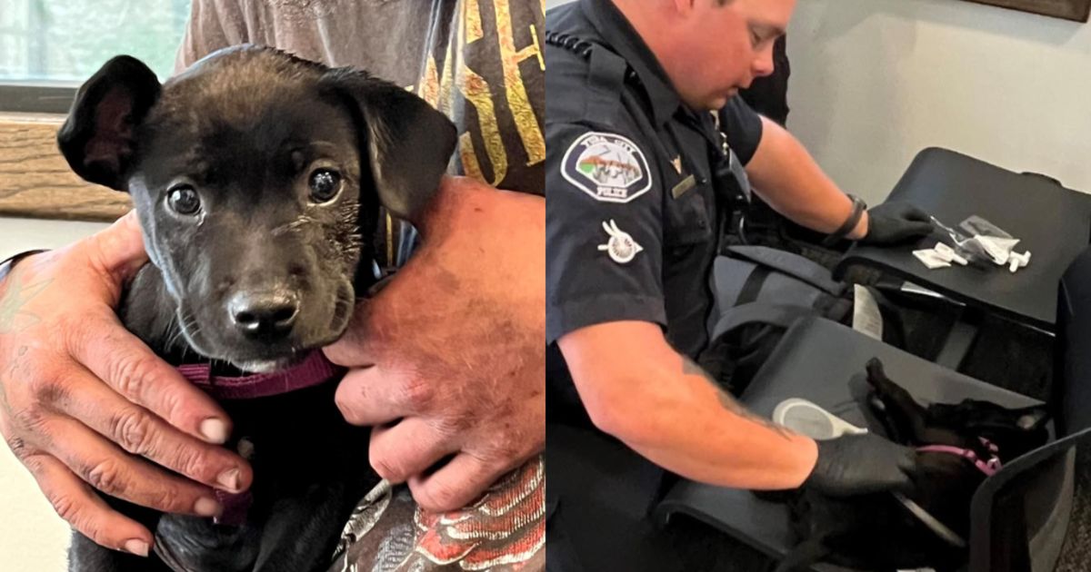 Yuba City police officer revives puppy that suffered fentanyl overdose cbsnews.com/sacramento/new…