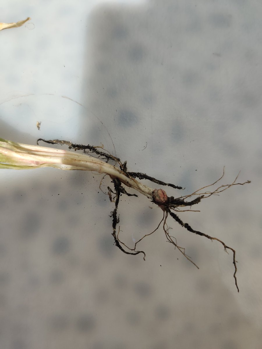 Ken Sarauer 🇺🇦 tweet media