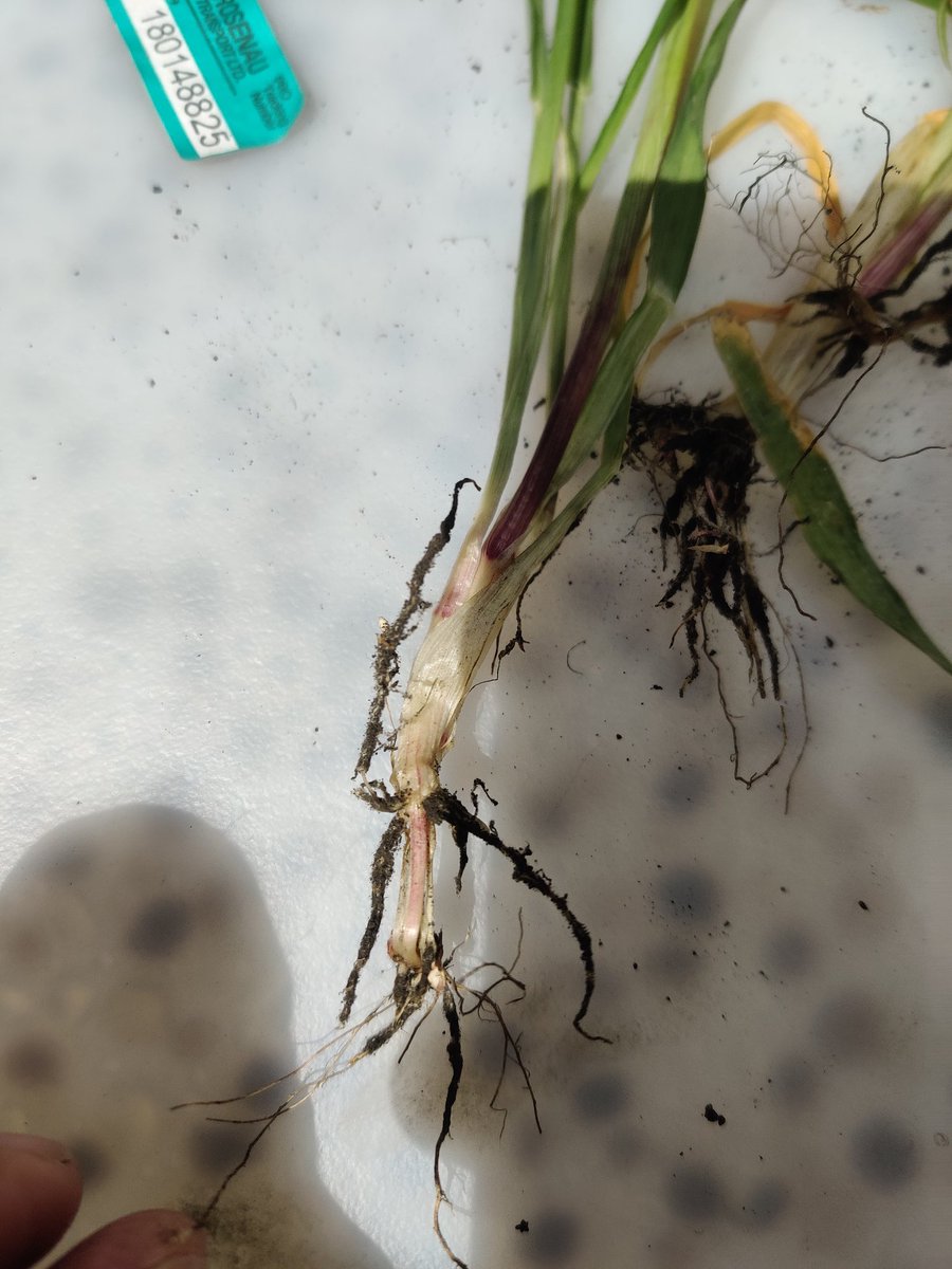 Ken Sarauer 🇺🇦 tweet media