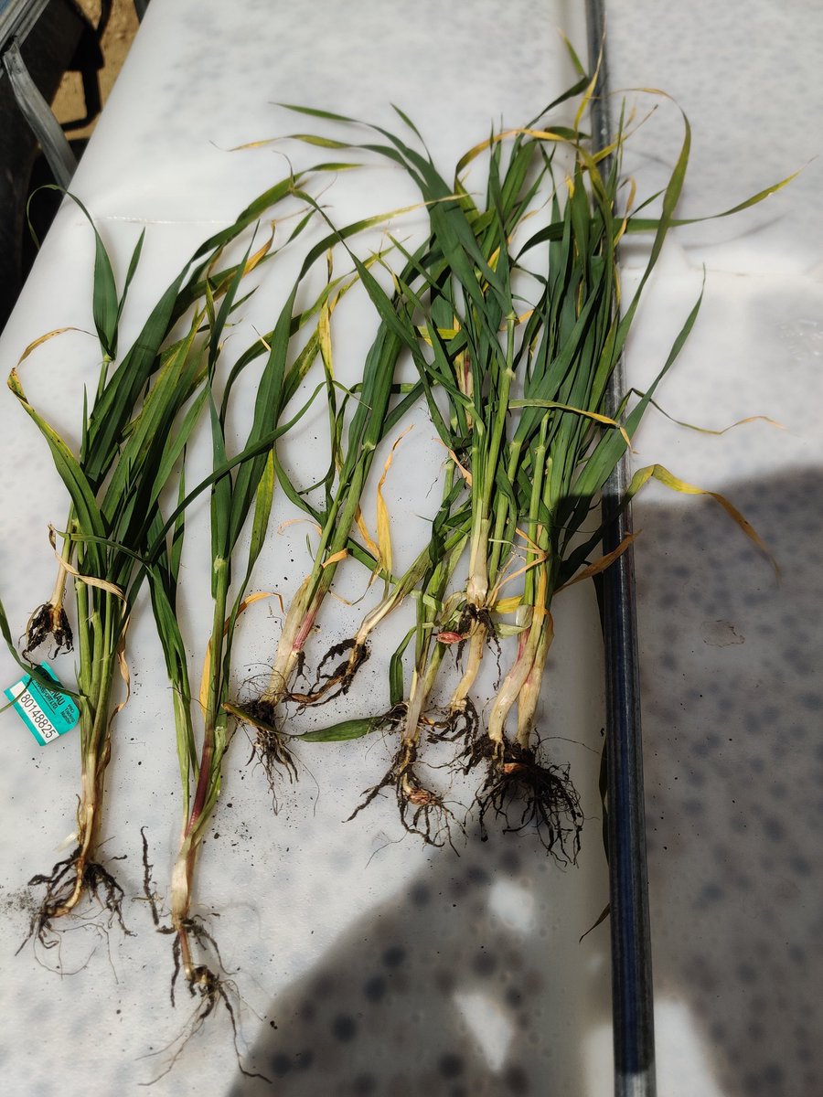 Ken Sarauer 🇺🇦 tweet media