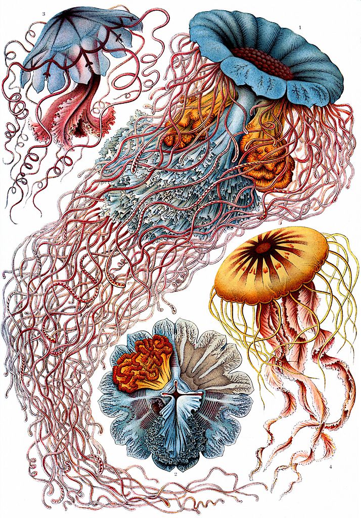 Alman biyolog, doğa bilimci, filozof, doktor; aynı zamanda Darwinizm savunucusu Ernst Heinrich Haeckel'in çizimleri fantastik bir dünyanın ürünü gibi duruyor. Mikroorganizmalar kendi minik dünyalarından dış dünyaya açılmış ve göz alıcı desenlere bürünmüşler ✨