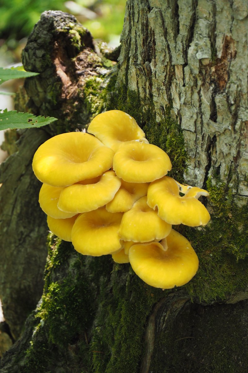 森の中で見つけたキノコ🍄

タモギタケ🍄✨
これおいしやつです🤤
弟子屈町🦢
阿寒摩周国立公園🏞