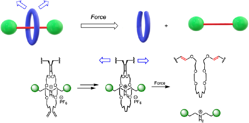 Force-Triggered Guest Release from Mechanophore Incorporated Rotaxanes chinesechemsoc.org/doi/10.31635/c… 

#chemistry #openaccess #science #chemtwitter