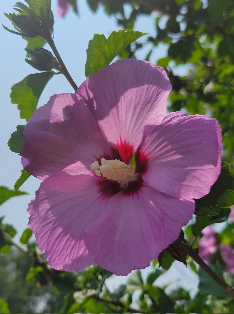 Diaphanous, sun-dappled petals on a tall Rose of Sharon Hibiscus.

#FlowersOnFriday #GardenersWorld
#naturelovers #wildlifephotography