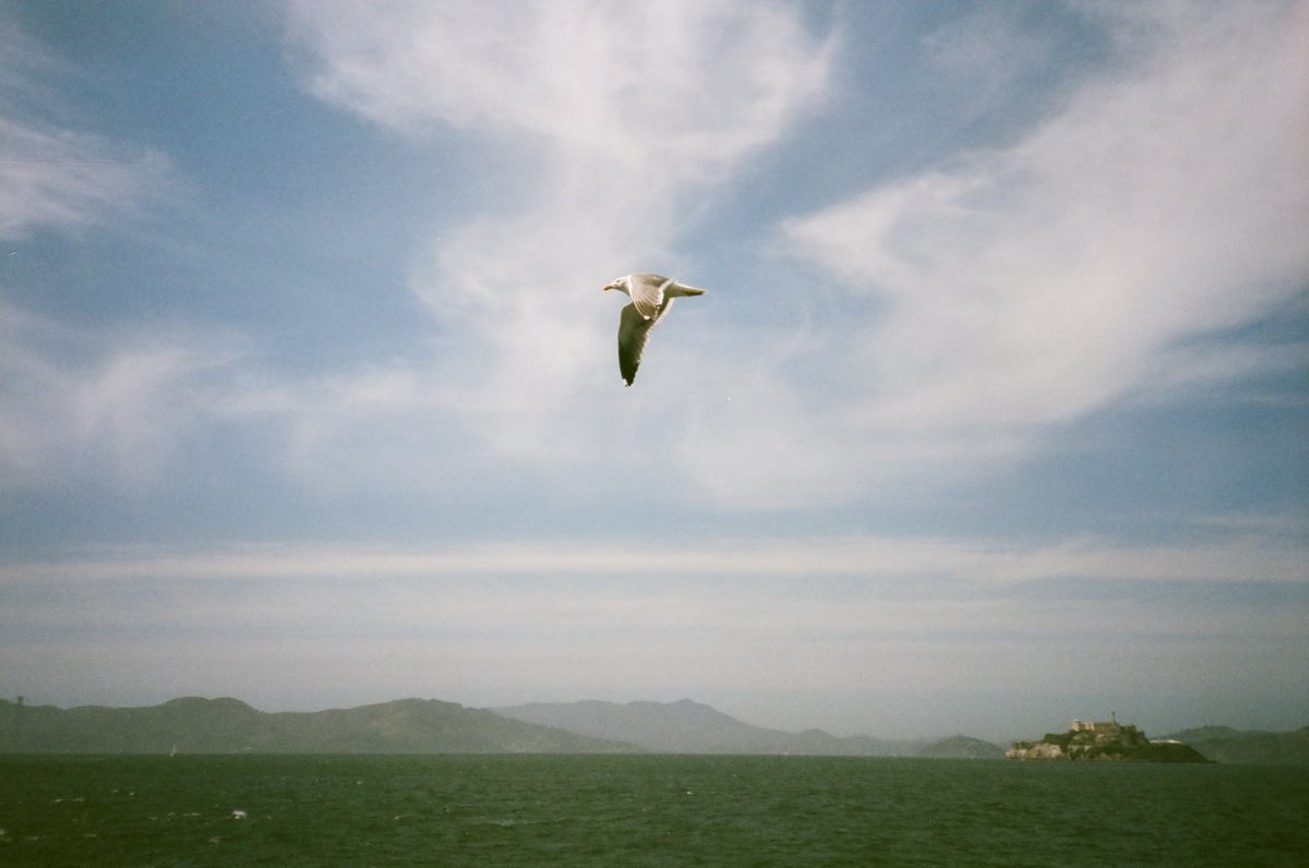 Fly Away
Shot on #OlympusXA2 with #fujisuperiaxtra400

#filmphotography #olympus #filmisnotdead