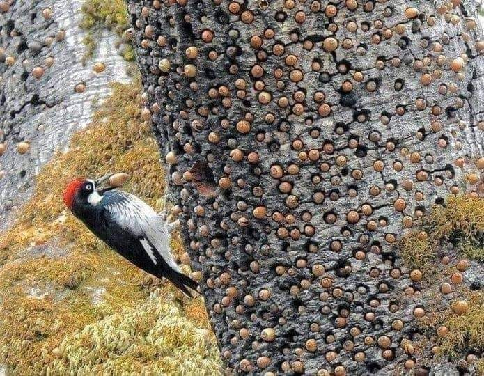InformaCosmos's tweet photo. Este pájaro carpintero se está preparando para el invierno.

Primero encuentra un árbol y comienza a hacer agujeros para las bellotas. 

Cada agujero está hecho con mucho cuidado, porque si el agujero es grande, otras aves pueden robar fácilmente la bellota. 

Si el agujero es estrecho, la tuerca puede romperse y deteriorarse. Al final del verano, el trabajo del pájaro carpintero termina, para entonces las bellotas maduran y toman su lugar en el árbol.

El tronco de un árbol grande puede contener miles de bellotas, lo que permite al ave pasar una temporada invernal sin problemas.