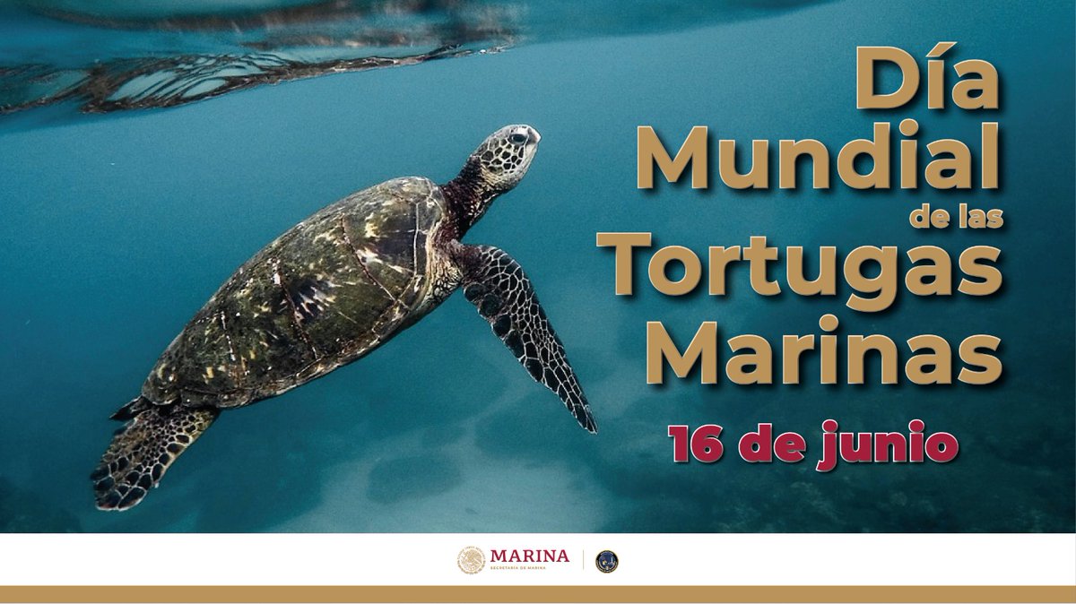 ¿Sabías qué? Se estima que solamente una de cada 1,000 crías de tortuga marina sobrevive y alcanza la edad adulta, por eso es tan importante su conservación y cuidado. 16 de junio #DiaMundialDeLasTortugasMarinas