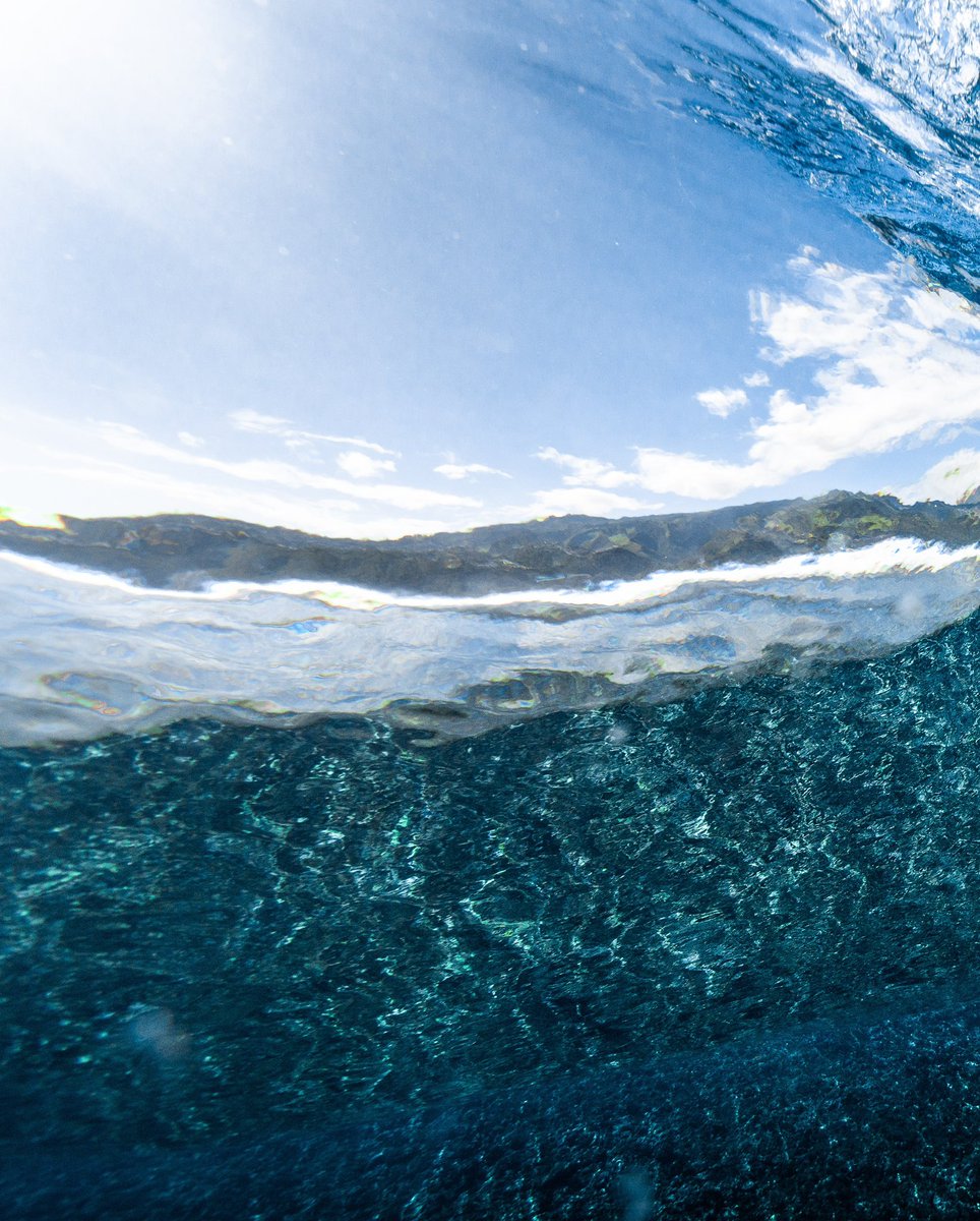 Coral Gardeners tweet media