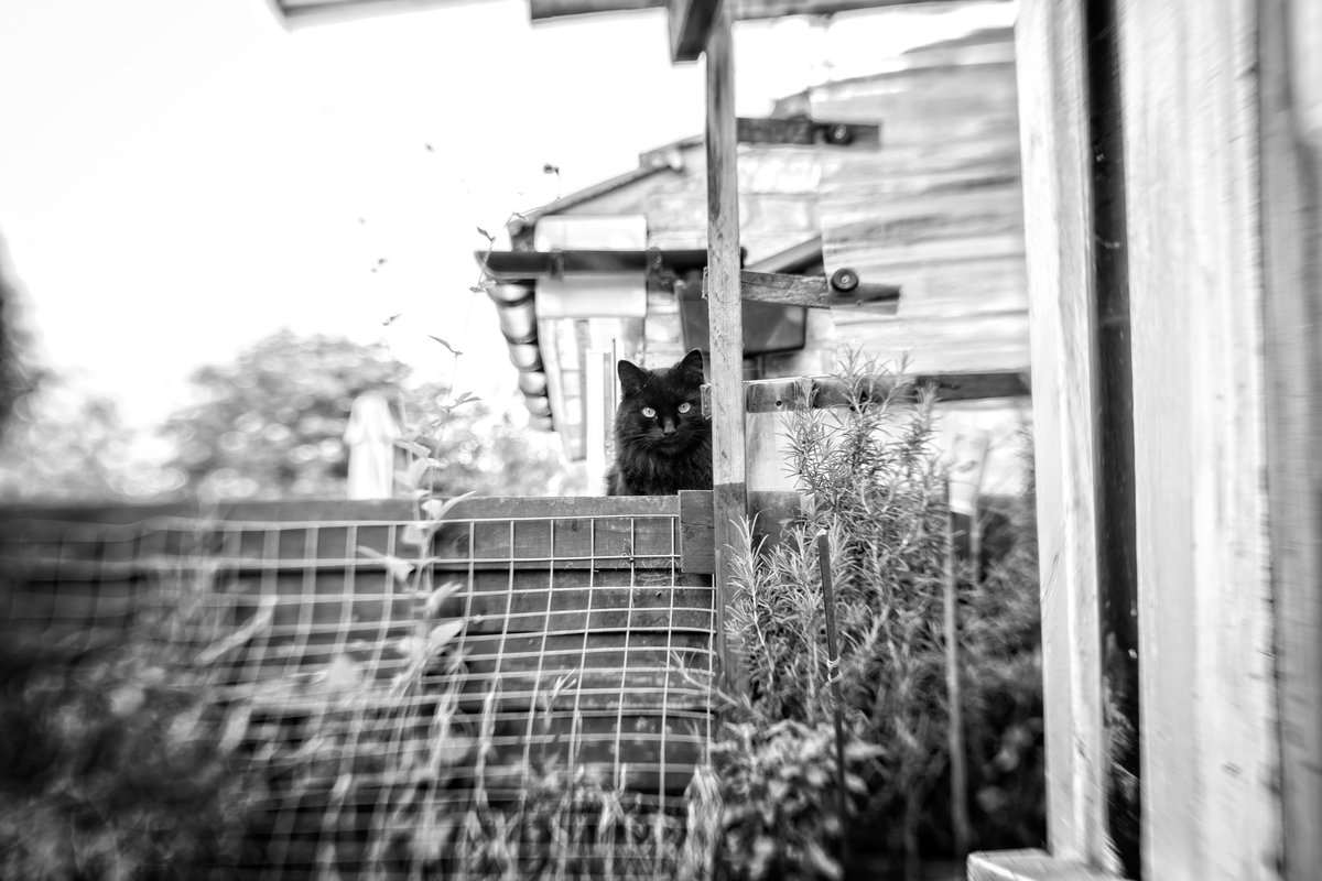 ozlem4ever's tweet photo. my on you😼Fuji XT1 | Sol45 | 1/40 | ISO 250  https://t.co/7UsiiNoXwr use the code WGurses to receive A DISCOUNT off your purchase at #Lensbaby #sol45 #shootextraordinary #lensbabyambassador #fujiXT1 #blackandwhite @LensbabyUSA #Monochrome #blackandwhitephotography #cat #Caturday https://t.co/I6O96Cs4i3