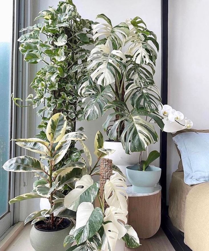 A very expensive corner!🌿