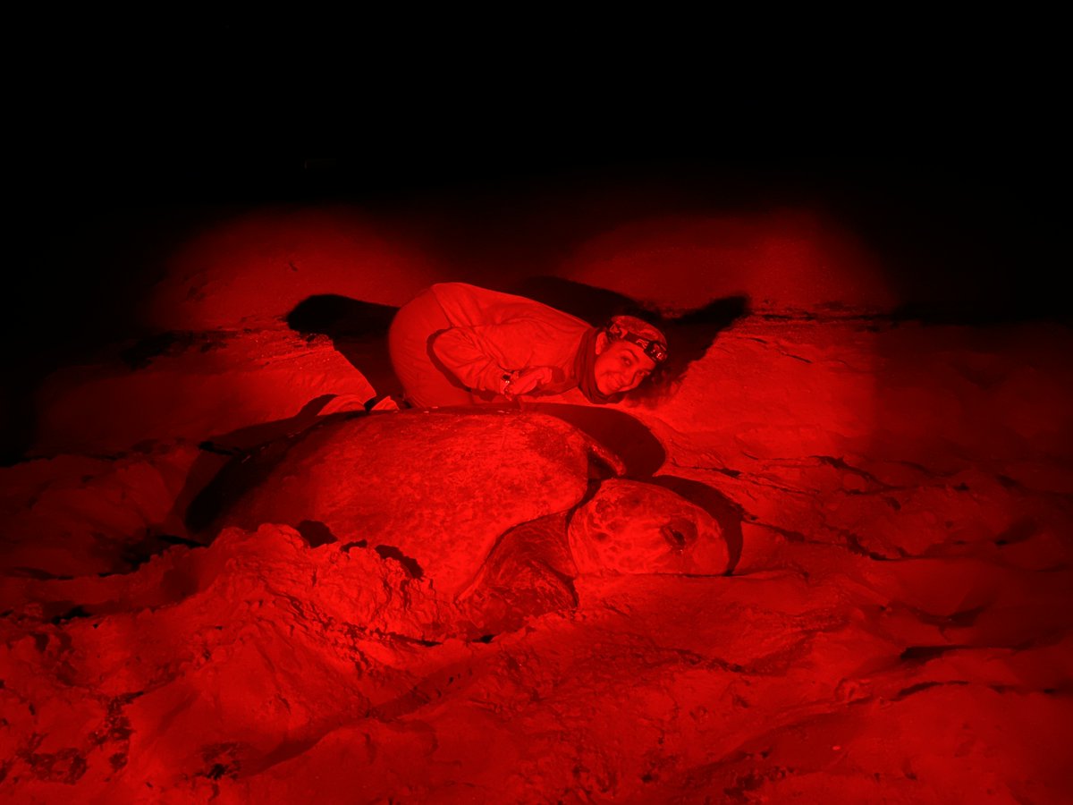 Some updates from our lab on #WorldSeaTurtleDay this season - over 150 loggerhead nests marked, beach cleaned up, many turtles admired🥰

Photos taken under marine turtle permit