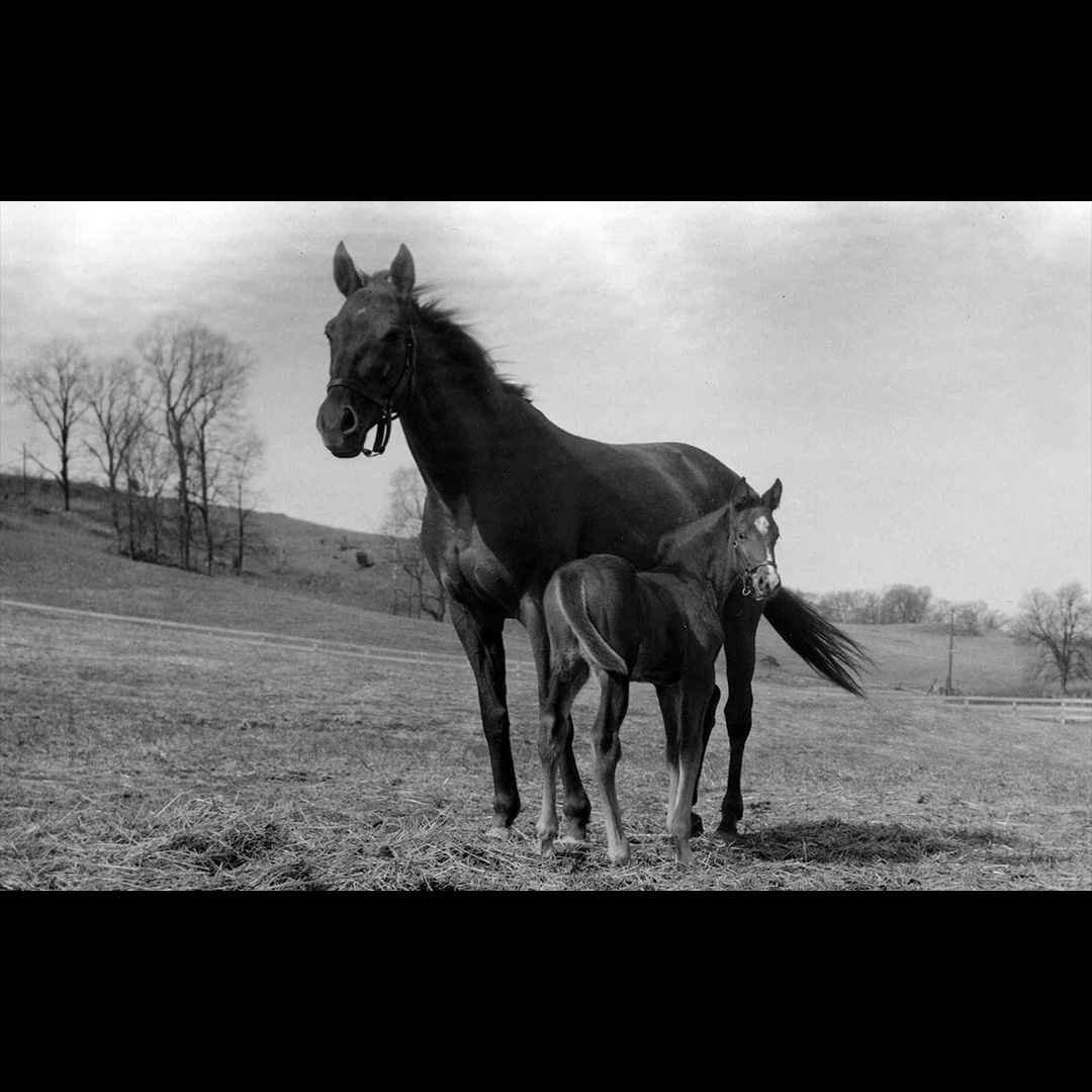 If you're a lover of horses, take a trip and visit the National Museum of Racing and Hall of Fame. 🏇

Click the link to check out their hours. 👉lakehomes.site/425WpDt 

#muesum #art #artist #history #artwork #horsemuesum