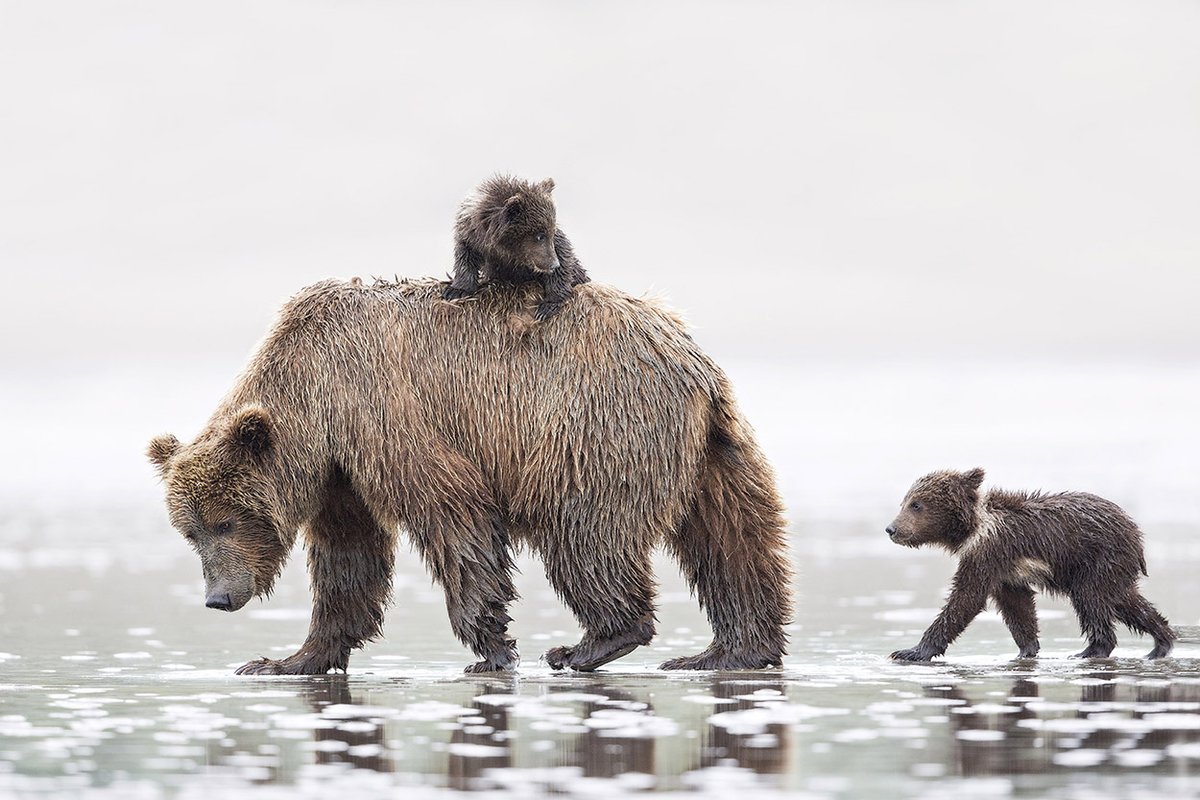 🎶Come on and take a free ride🎶

Speaking of free, we have an upcoming fee-free day next week. June 19 is Juneteenth - a fee-free day at all national wildlife refuges!

Photo of Alaskan brown bears by Karen Hunt (sharetheexperience).