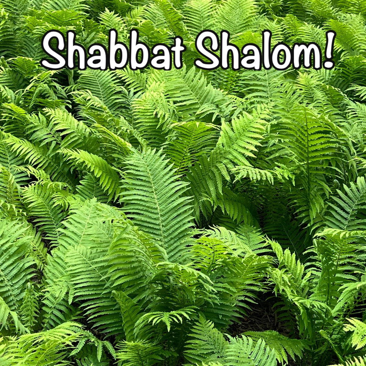 #ShabbatShalom!