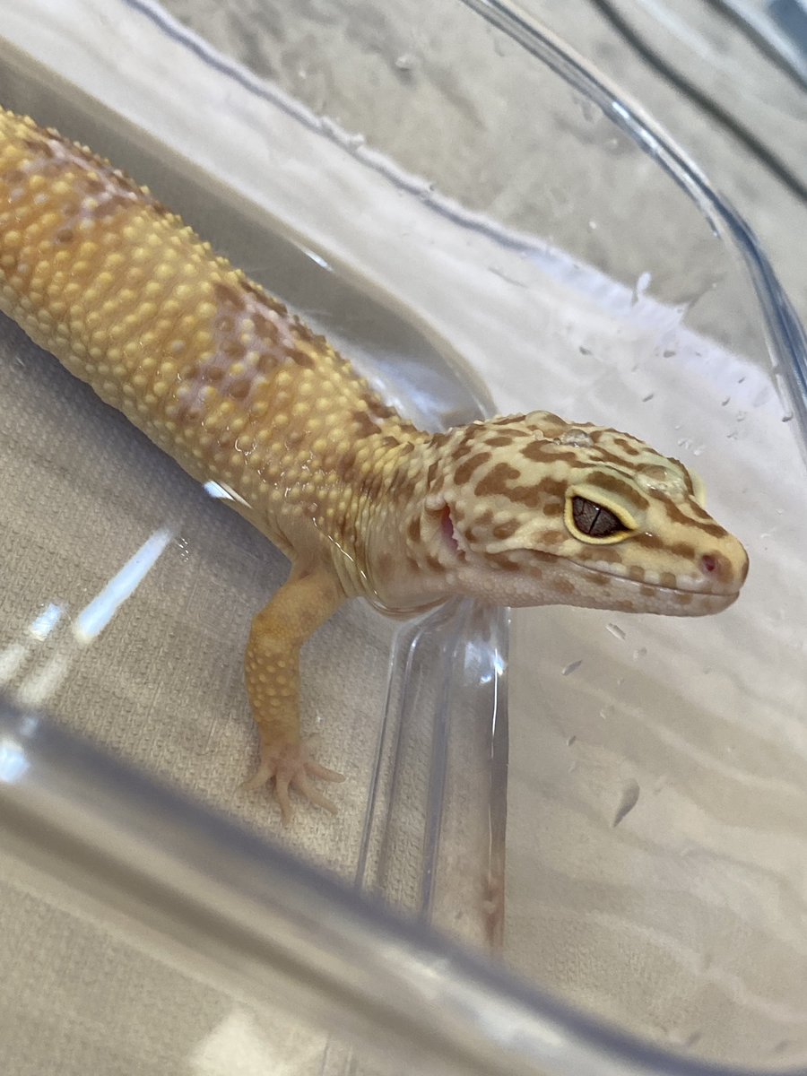 my wet ass gecko