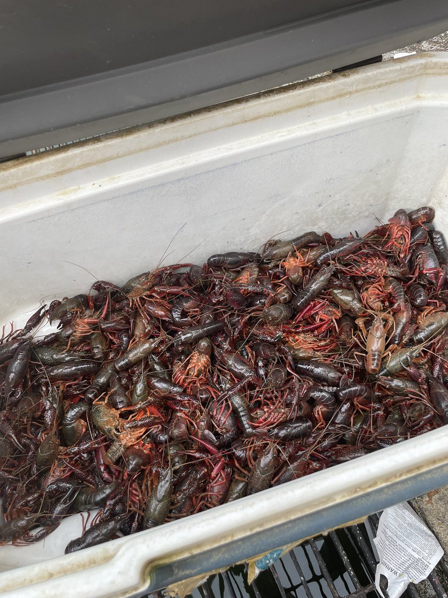 OleMiss_MBELab's tweet image. The first annual #nanoREU crawfish boil! Completely student-pitched and led to bring everyone together for a great time but ALSO use the discarded shells for water filtration media research. #nanoengineering #sustainability 🦞🥔🍋 @olemissengineer @UnivMSResearch