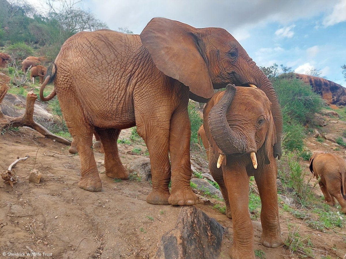 Sheldrick Wildlife Trust tweet media