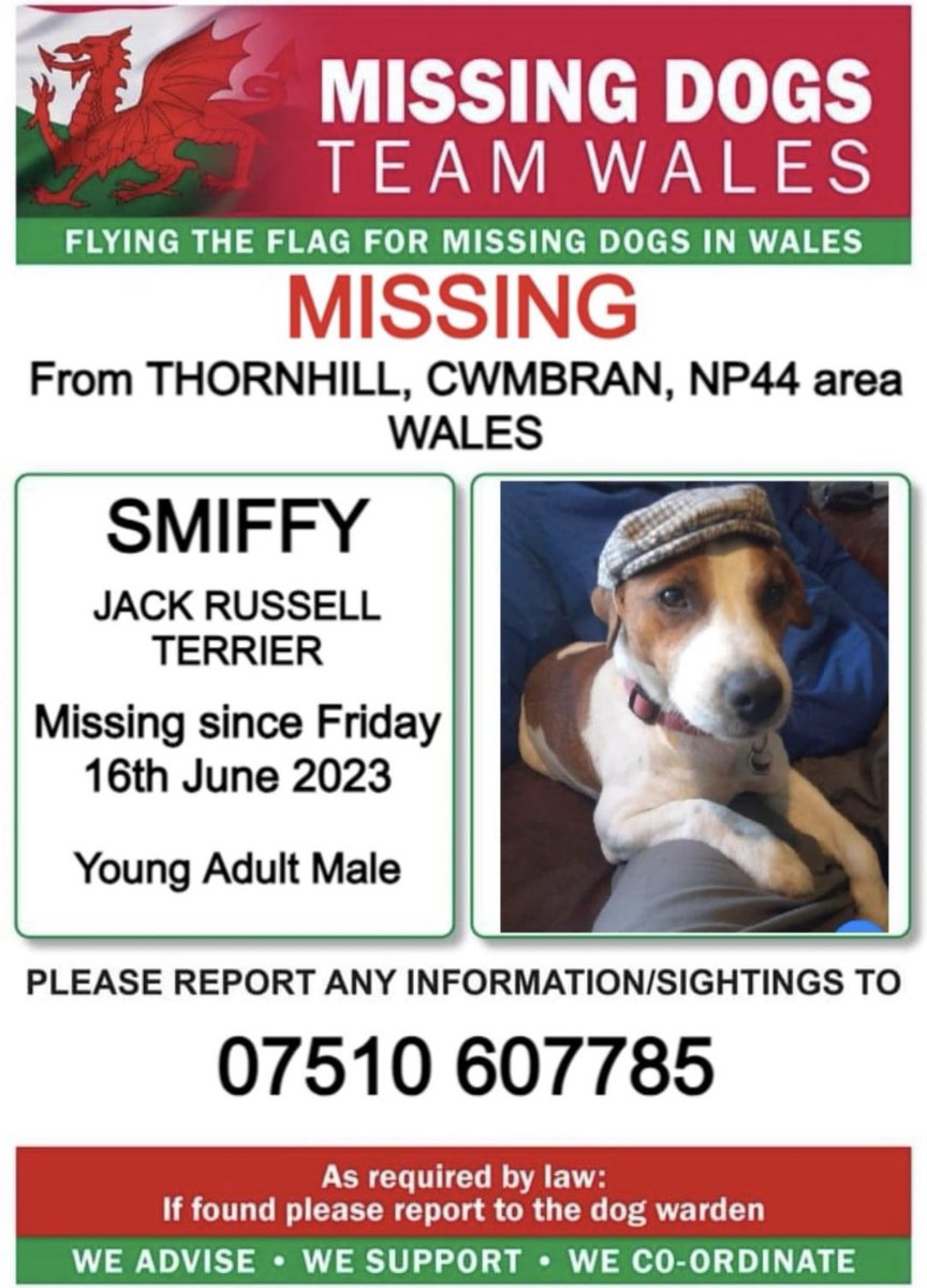 ‼️SMIFFY IS MISSING FROM #THORNHILL AREA #CWMBRAN #NP44 #WALES 
Since Friday early hours 16th June 

💥Smiffy is a young adult #JackRussellTerrier 

‼️PLEASE LOOK OUT FOR HIM ‼️